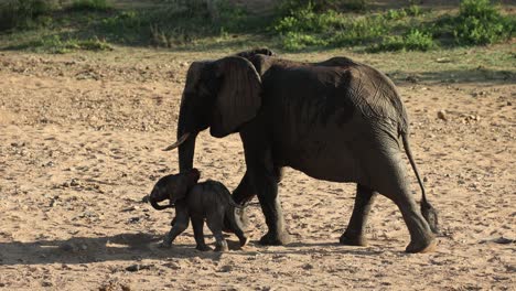 Sehr-Kleines-Elefantenkalb,-Das-Neben-Der-Mutter-Auf-Dem-Weg-Zum-Wasserloch-Läuft