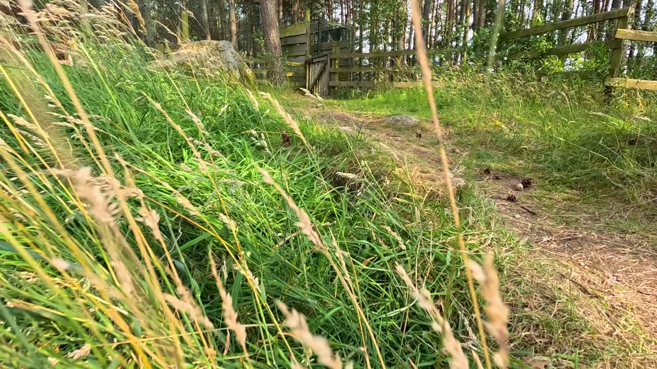 Camera moves slowly through wild grass along a sunlit forest path, creating a tranquil mood