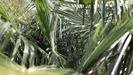 palm tree leaves blowing in the wind