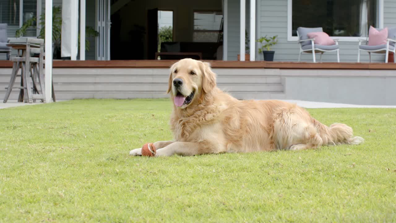 Golden Retriever reagiert auf oranges Kauspielzeug, hebt den Kopf, positioniert die Pfoten neu und hechelt auf dem Rasen.