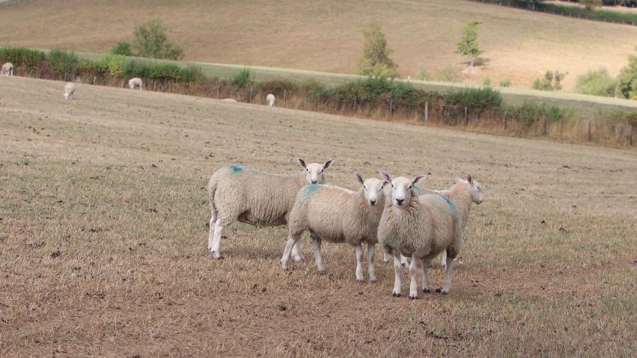 Un piccolo gregge di pecore in un campo marrone durante una lunga estate secca. Powys. Galles. Regno Unito. 2026