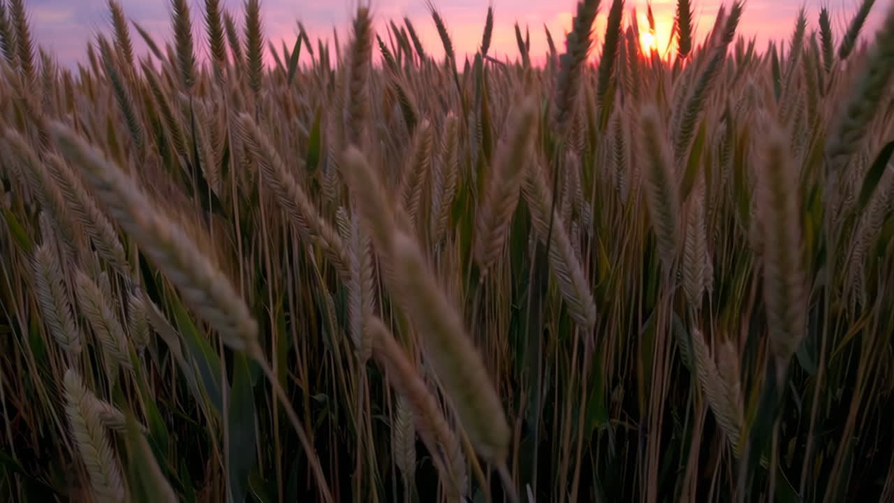 puesta de sol sobre un campo de trigo