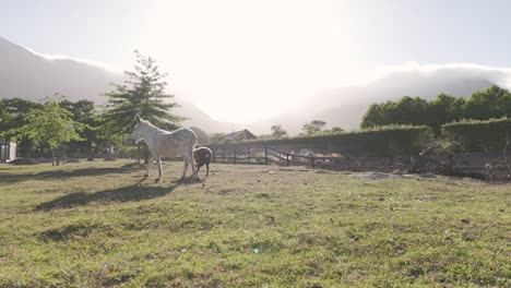 Die-Ruhige-Schönheit-Einer-Farm-In-Kapstadt,-Während-Ein-Esel-Und-Ein-Schaf-Gemütlich-Umherschlendern