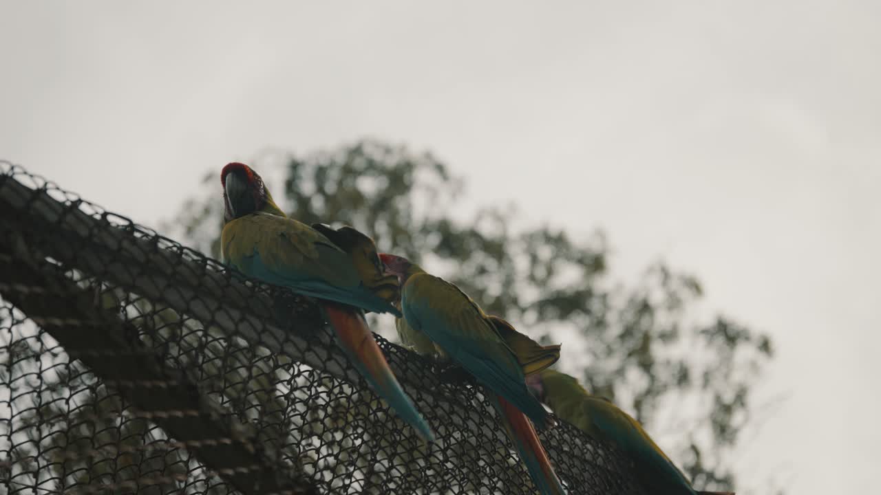 Couple of great green macaws perching on a cage
