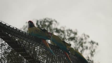 couple of great green macaws perching on a cage