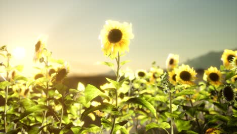 Sunflower-field-on-a-warm-summer-evening