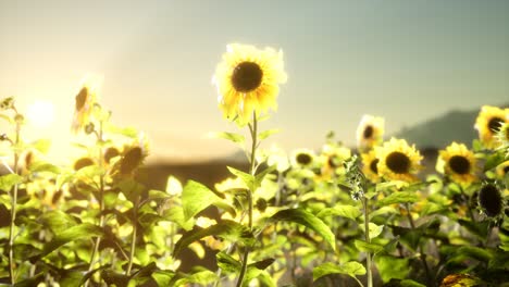 campo de girasol en una cálida noche de verano