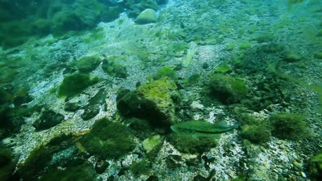 Nadar-hacia-los-peces