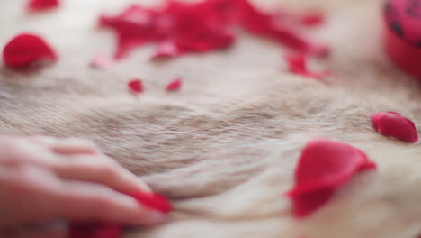 woman rubs hands over white fur with rose petals in slow motion close up