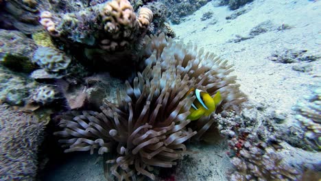 Yellow-black-white-fish-golden-swim-underwater-at-Dahab-coral-colorful-sea-perspective-of-scuba-diver