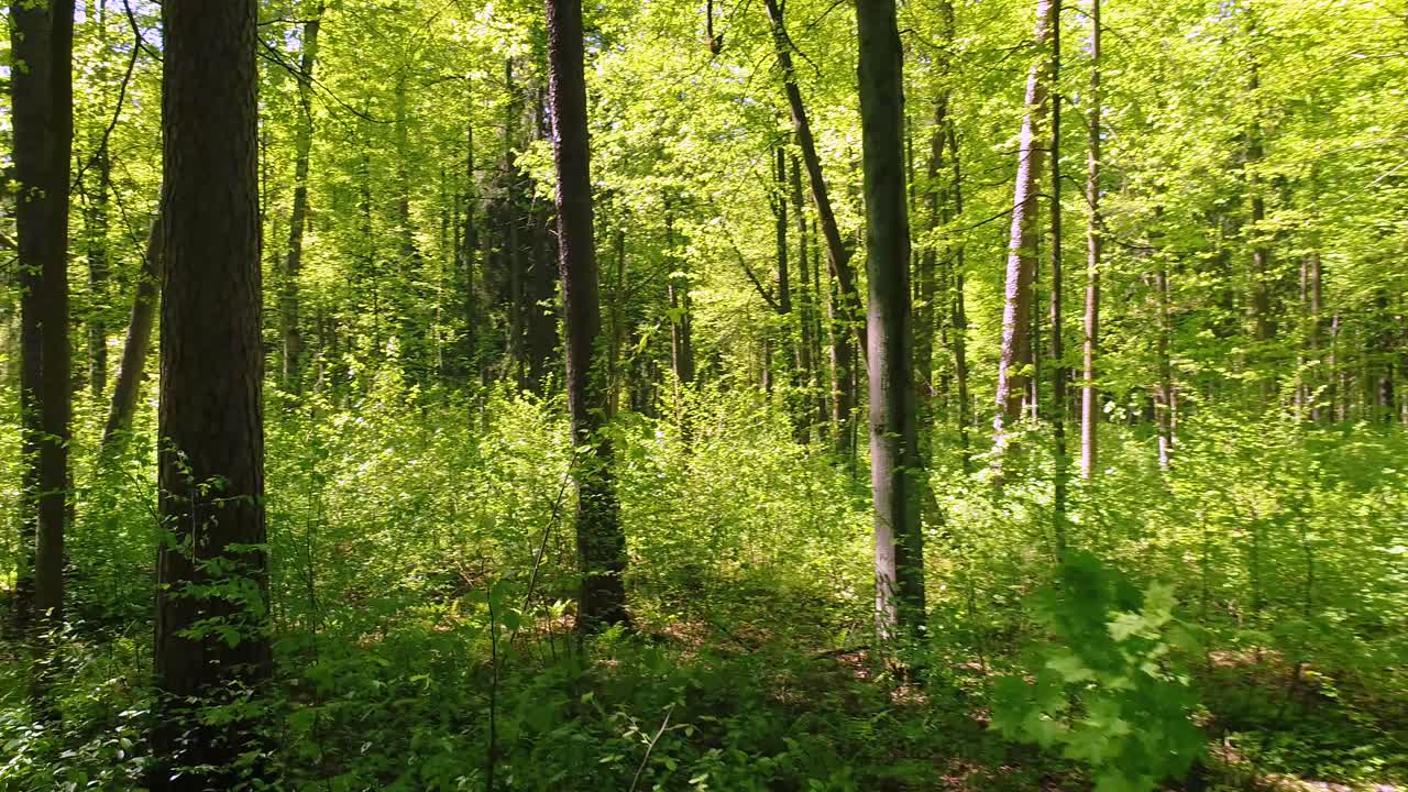 Volare tra gli alberi nella foresta primaverile