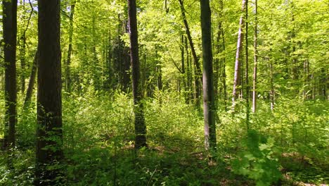 flying between the trees in the spring forest.