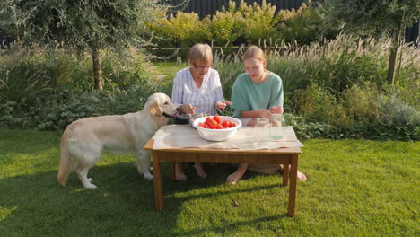 grandmother and granddaughter preserving tomatoes in the garden