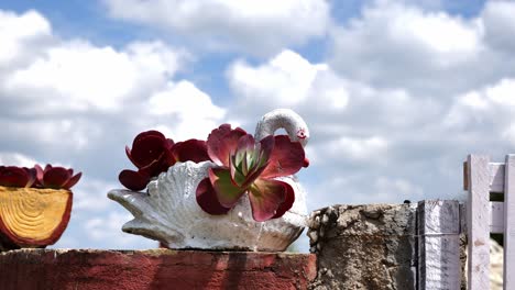 Aeonium-Rojo-Floreciente-En-Una-Maceta-De-Cisne-Blanco-Bajo-La-Luz-Del-Sol