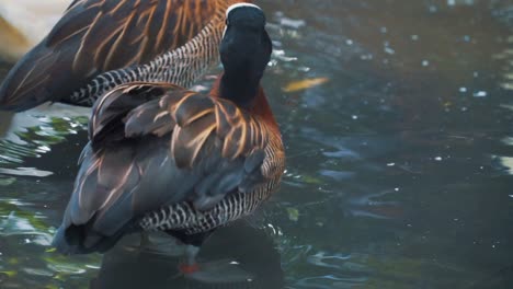 baby duckling standing in pond water cleaning wing next to mom duck during day