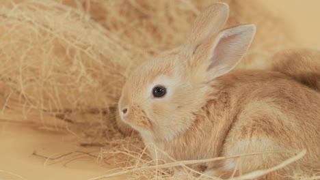 nosy wiggler baby ginger bunny rabbit amidst haystack - portrait profile close up shot