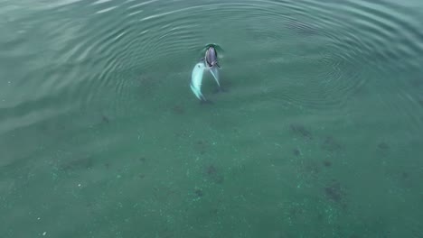 aerial birds eye view over pair of southern dolphin swimming under ocean surface being playful