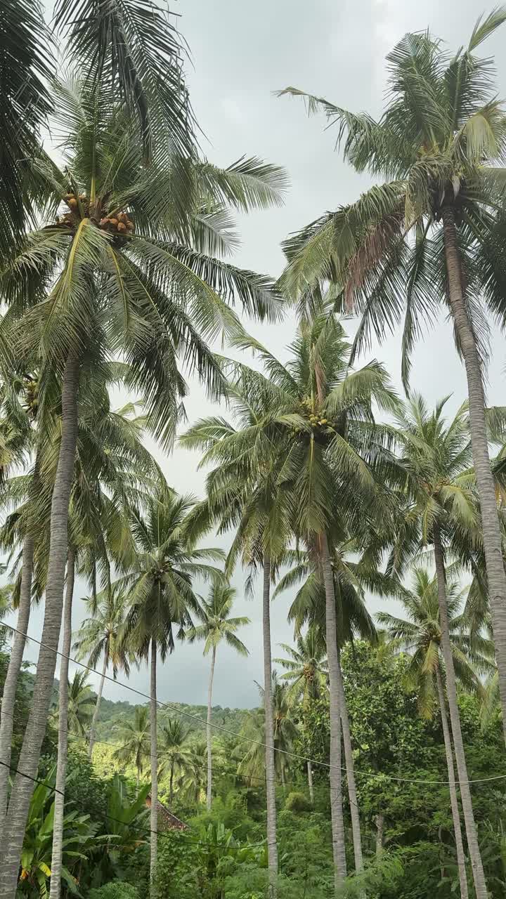 Tall Coconut Palm Trees Swaying in Tropical Jungle