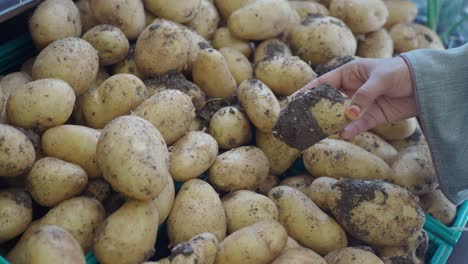 freshly picked potatoes at the grocery store