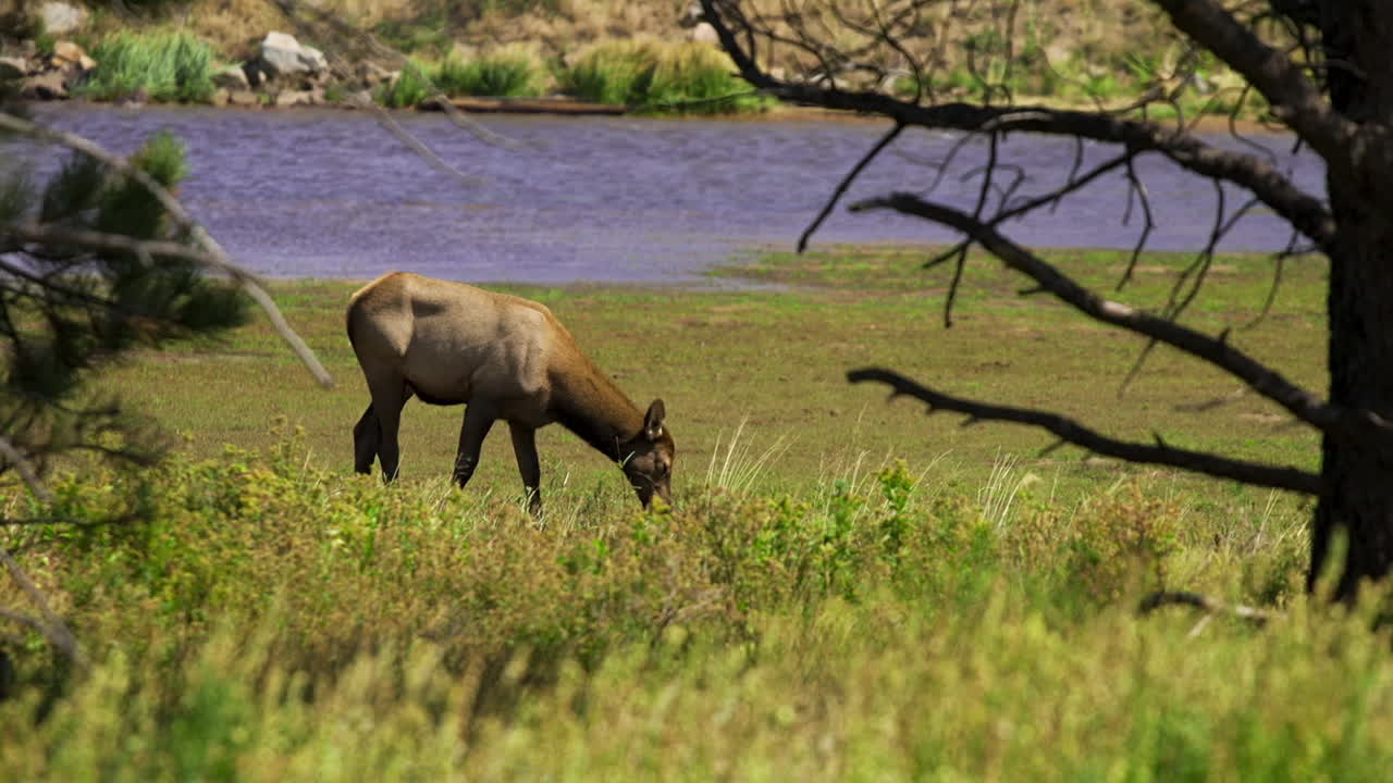vaca alce hembra comiendo y pastando en pradera cámara lenta 30fps