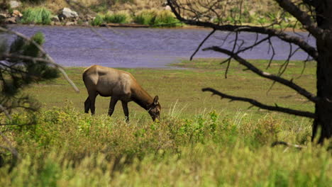 female elk cow eating and grazing in meadow slow motion 30fps