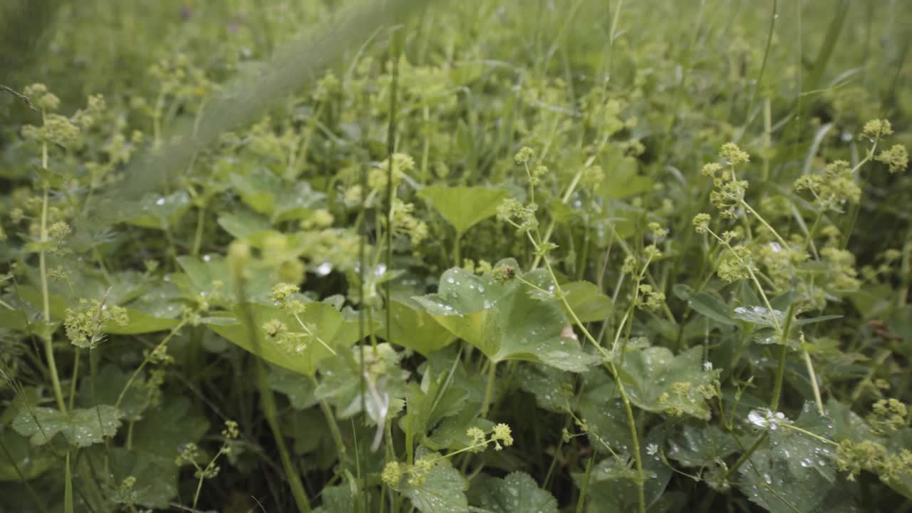 plantas húmedas en un prado