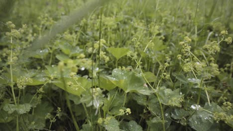 wet plants in a meadow