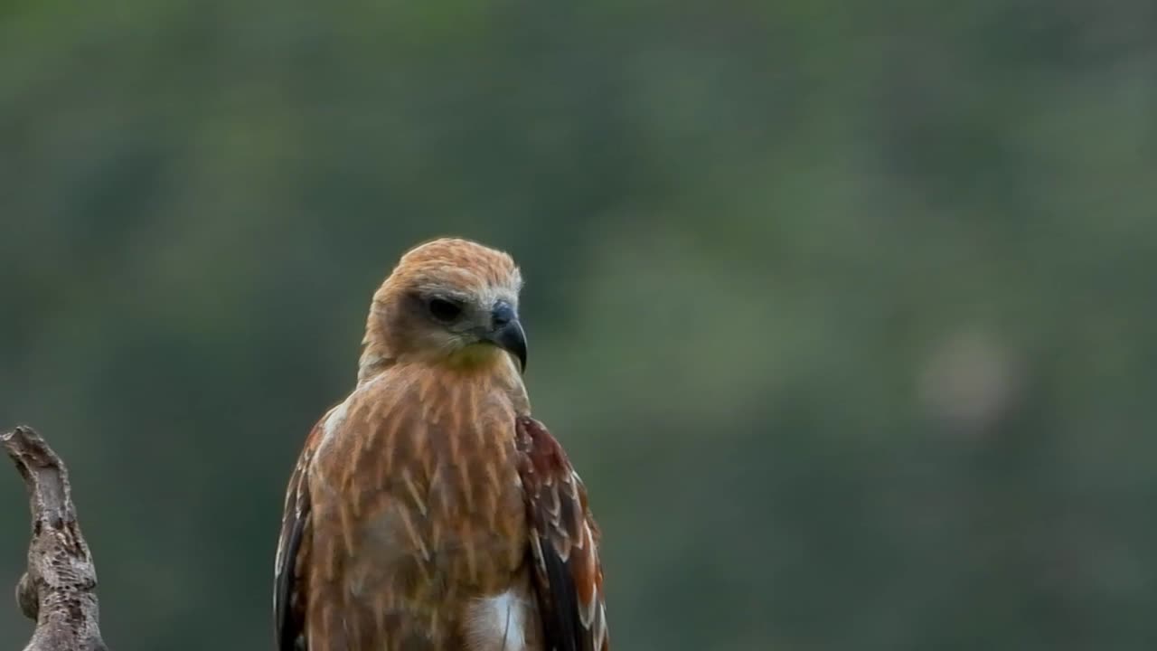 un águila sentada en la cima de un árbol y mirando a su alrededor