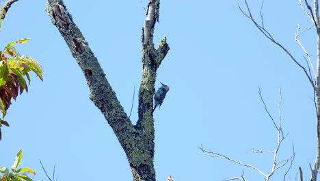 Pájaro-Carpintero-De-Vientre-Rojo-En-Un-Tronco-De-árbol-Y-Ramas