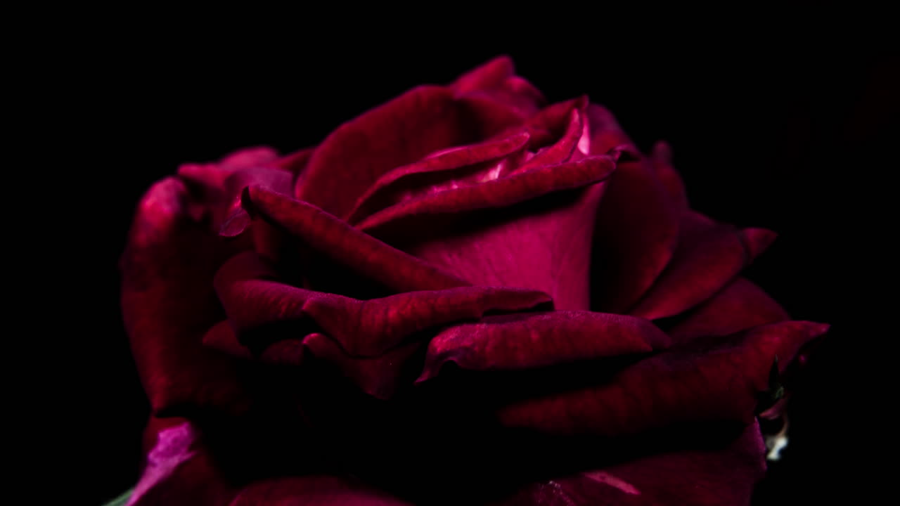 Rosa rossa vellutata scura che sboccia, macro primo piano vista laterale