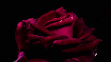 dark velvet red rose blossoming, macro close-up side view