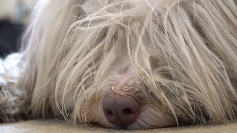 a bearded collie dog relaxes at home