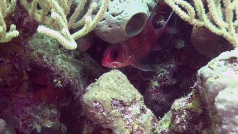 pez ardilla escondiéndose en el coral