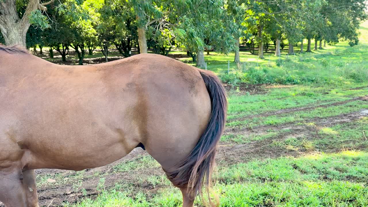 A brown horse stands in a sunlit green pasture, swishing its tail energetically. The camera remains steady, capturing natural daylight and rural scenery