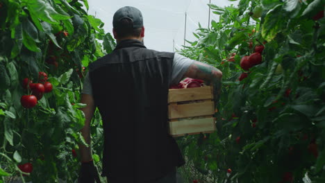farmer harvesting tomatoes in greenhouse