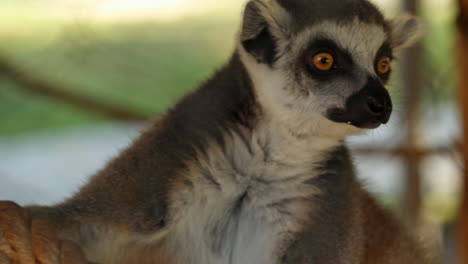 cerca de lémur mirando alrededor de la cuerda en un zoológico.