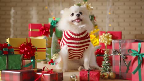 happiness and cheerful dog breed white color pomeranian with gifts present boxes and christmas tree in the room, happy christmas festive background