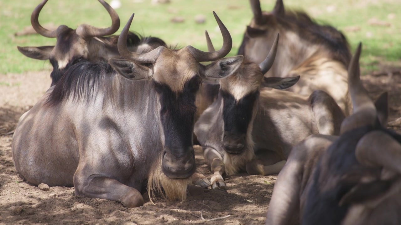Heard of wildebeests resting under tree