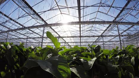 row of green plants in greenhouse 4k