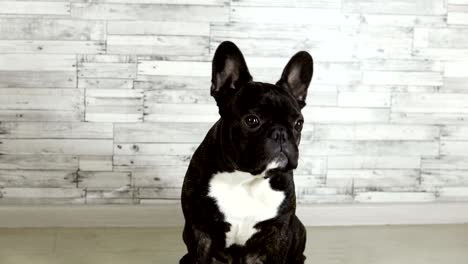 animal dog breed french bulldog sitting