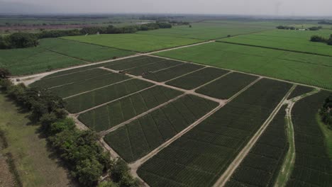 Aerial-view-of-vast-Pineapple-fields-in-Cali,-Colombia