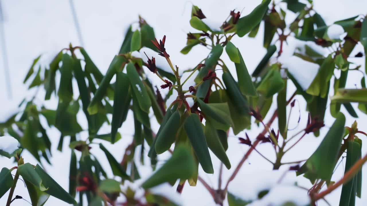 Nieve sobre hojas de rododendro de hoja perenne en el jardín de una casa, primer plano invernal y tranquilo con detalles escarchados y suave bokeh de fondo