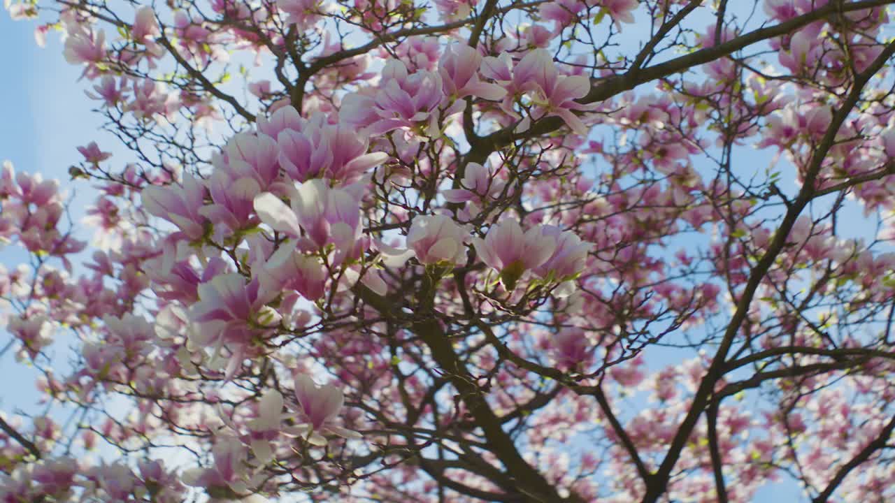 Pink Magnolia Tree in Full Bloom