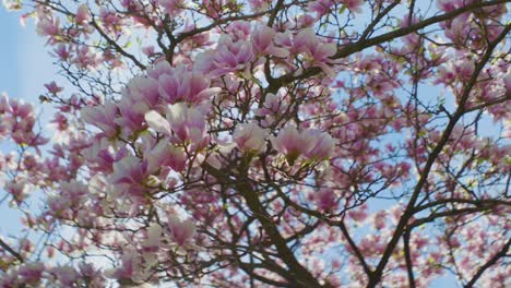 pink magnolia tree in full bloom