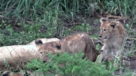 Leona-Interactúa-Con-Sus-Cachorros-En-El-Desierto-Del-Gran-Kruger