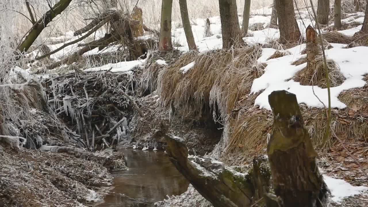 Beaver dam across small river in the forest during winter