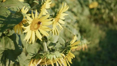 bee, fly, sunflower, field, sunrise