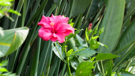 nature, flowers and spring garden with hands