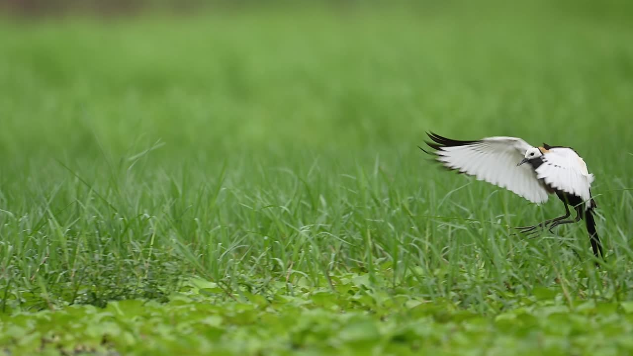 Jacana dalla coda di fagiano che atterra con grazia sul bordo erboso di uno stagno nel suo habitat diurno.