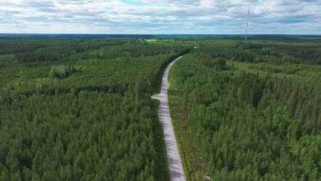 Asphaltierte-Straße-Durch-Dichten-Kiefernwald